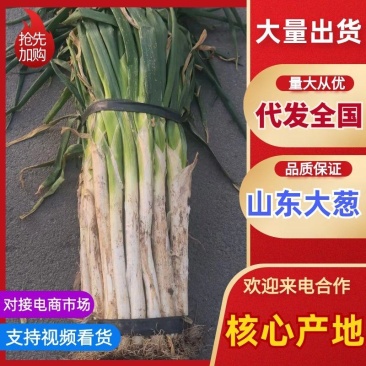 【优选】山东大葱长白大葱现挖大葱毛葱净葱规格齐全