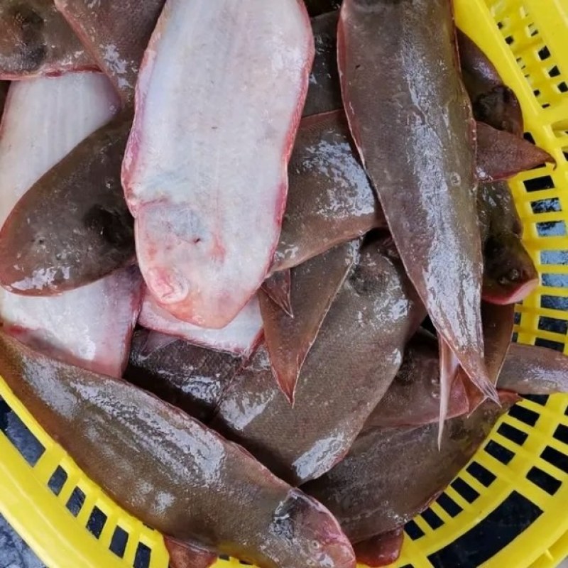 天然龙利鱼，湛江本土捕捞，新鲜味美，冰鲜发货