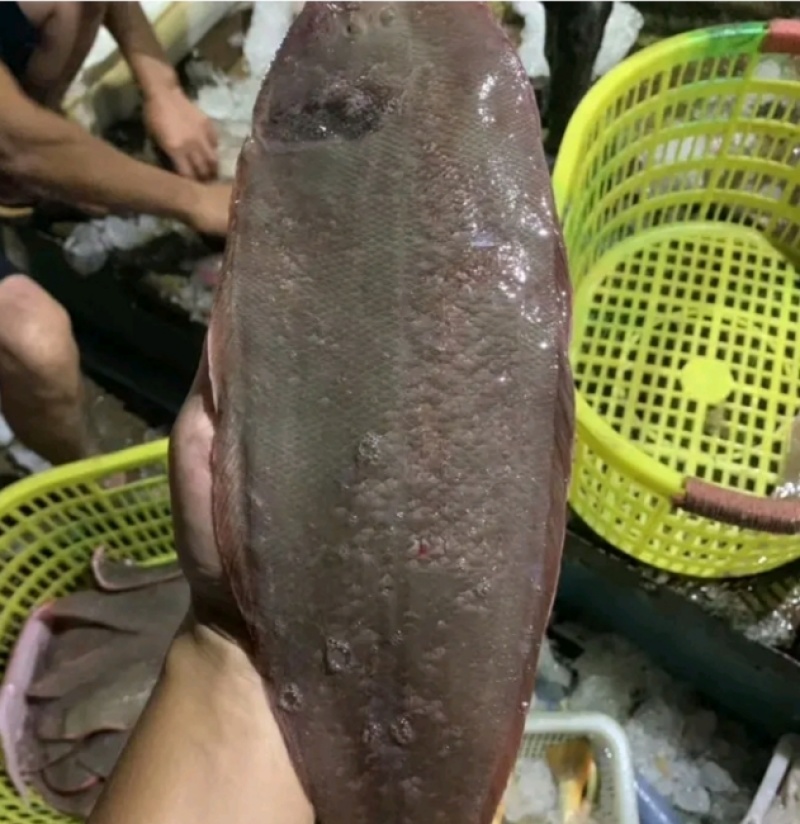 天然龙利鱼，湛江本土捕捞，新鲜味美，冰鲜发货