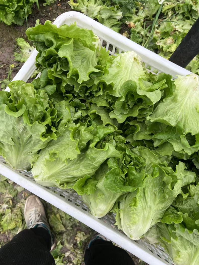 精品生菜大量上市现摘现发品质优可对接市场商超欢迎咨来电