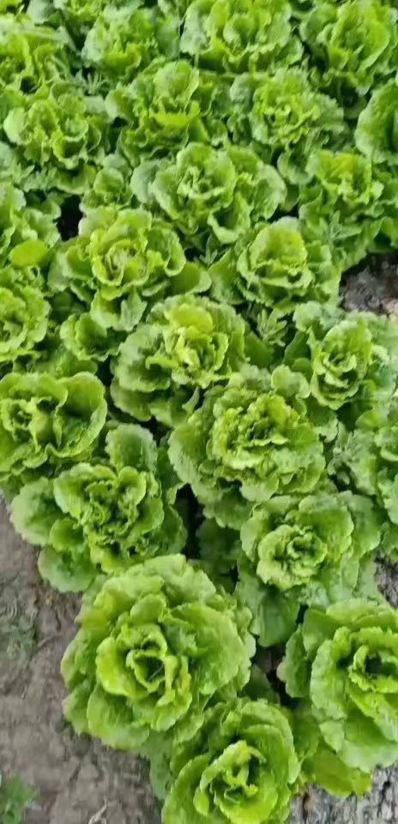 精品生菜大量有货基地直供品质优现摘现发可视频看货热卖中