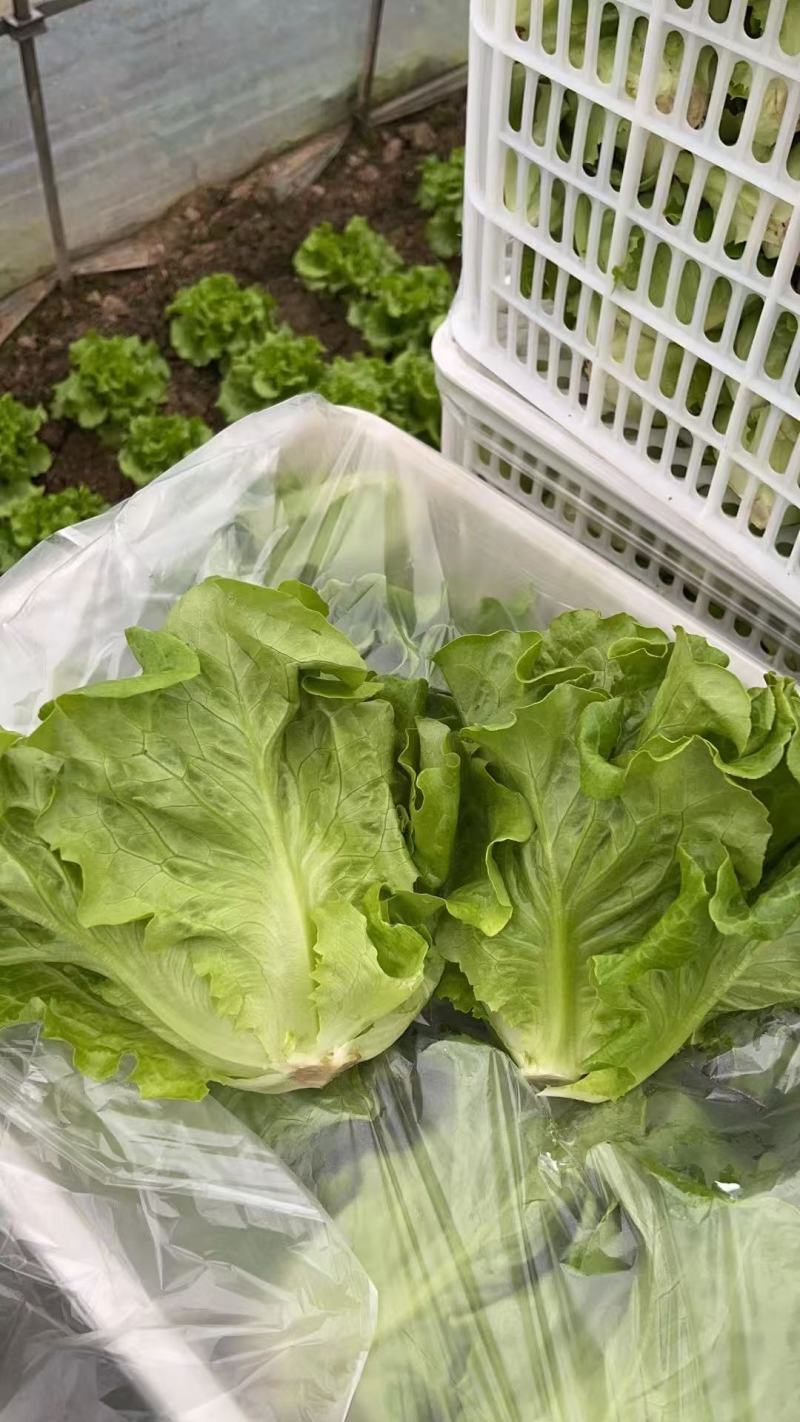 精品生菜大量有货基地直供品质优现摘现发可视频看货热卖中