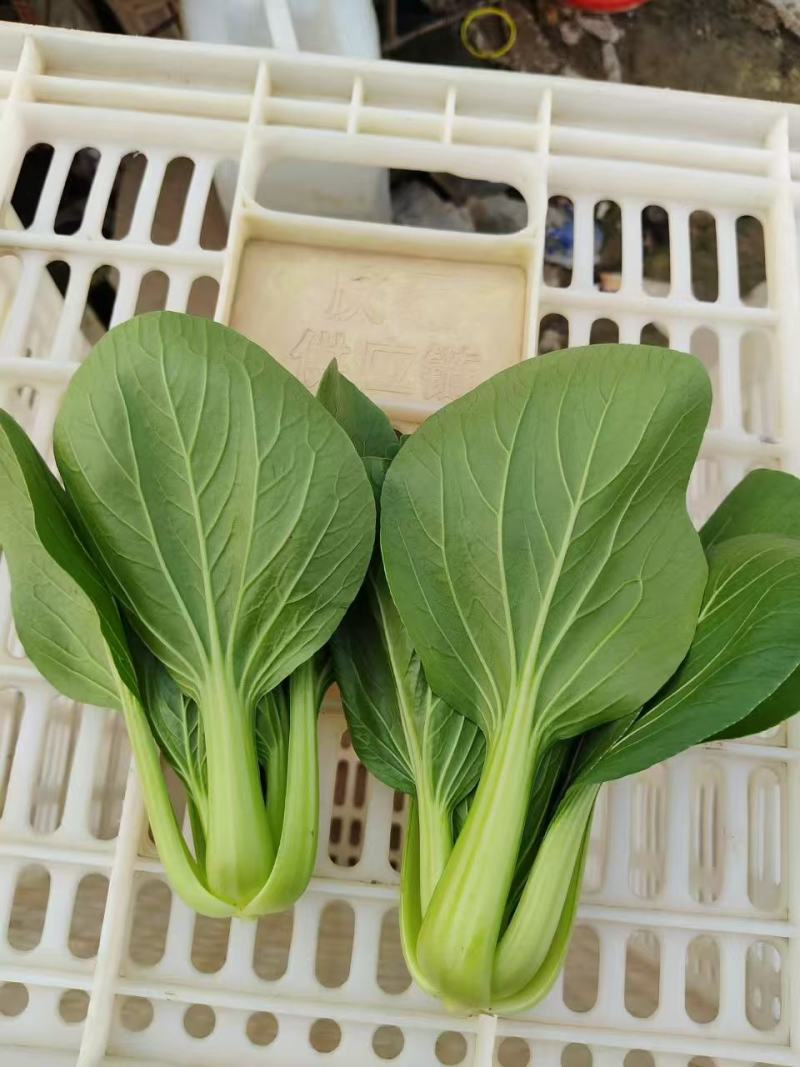 精品上海青大量有货基地直供品质优可对接市场商超欢迎咨询来