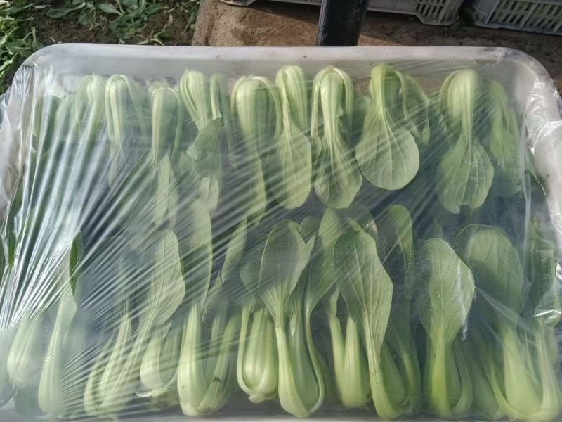 精品上海青大量有货基地直供品质优可对接市场商超欢迎咨询来