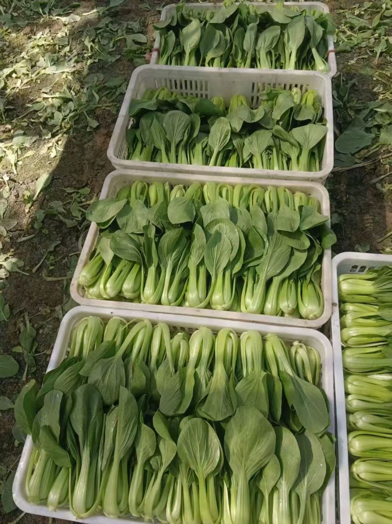 精品上海青大量有货基地直供品质优可对接市场商超欢迎咨询来
