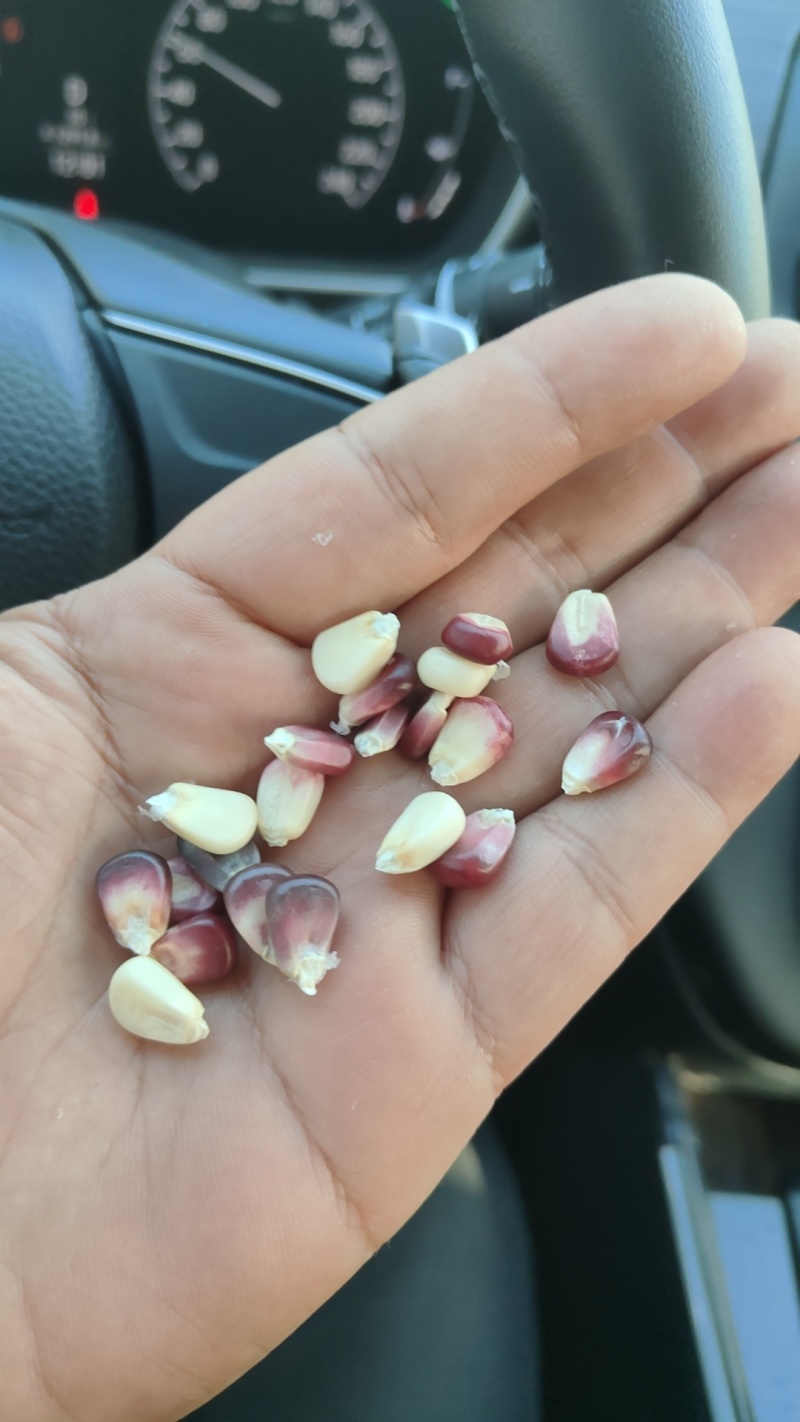 精选花糯玉米干粒