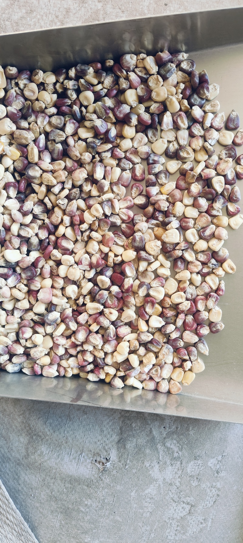 精选花糯玉米干粒