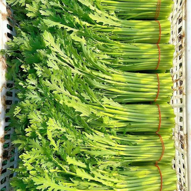 茼蒿大量有货基地直供现摘现发品质优欢迎咨询来电