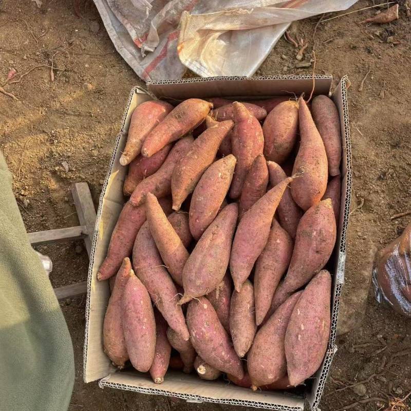 西瓜红有现货，山东邹城市产地，