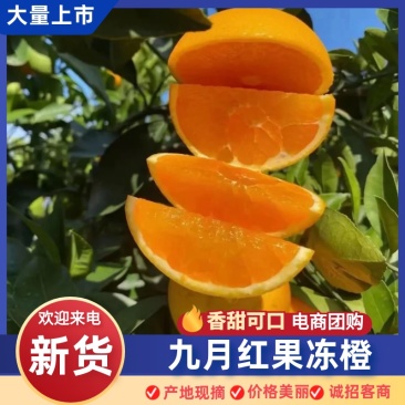 九月红果冻橙大量有货产地直发一手货源价格实惠