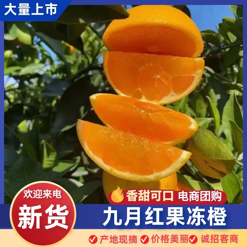 九月红果冻橙大量有货产地直发一手货源价格实惠