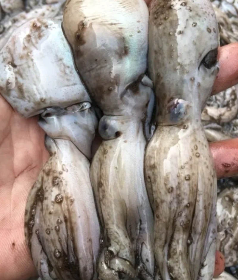 湛江本土渔船刚新鲜天然八爪鱼，味道鲜美，Q弹