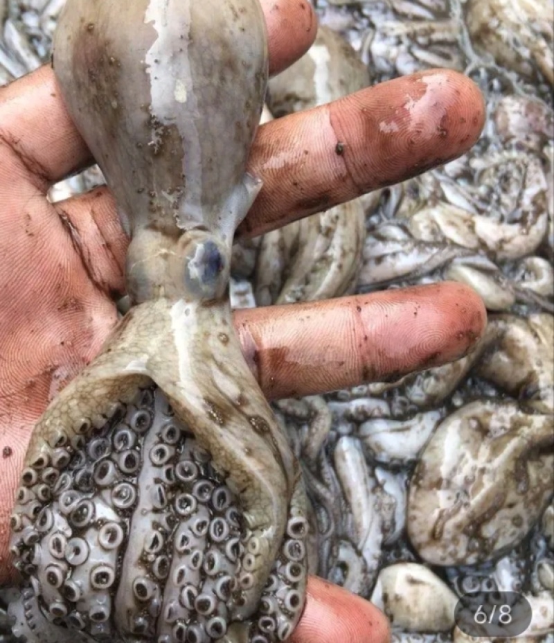 湛江本土渔船刚新鲜天然八爪鱼，味道鲜美，Q弹