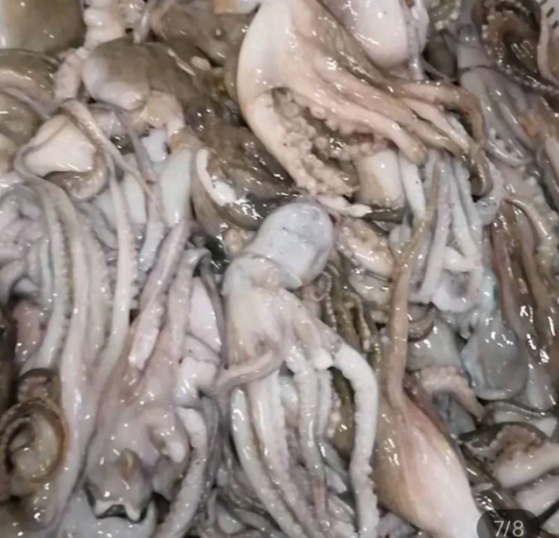 湛江本土渔船刚新鲜天然八爪鱼，味道鲜美，Q弹