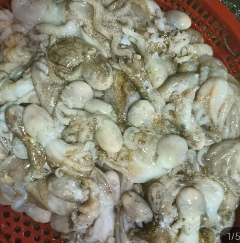 湛江本土渔船刚新鲜天然八爪鱼，味道鲜美，Q弹