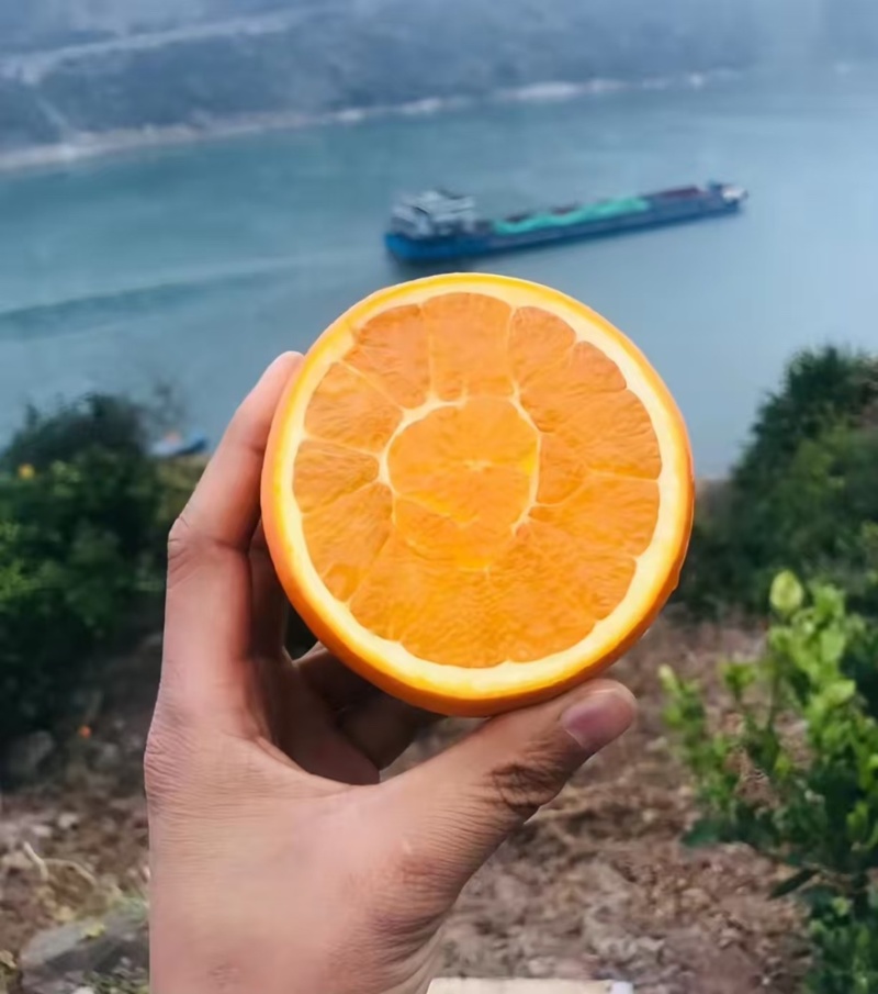 长虹纽合尔脐橙大量上市产地直发一手货源价格实惠