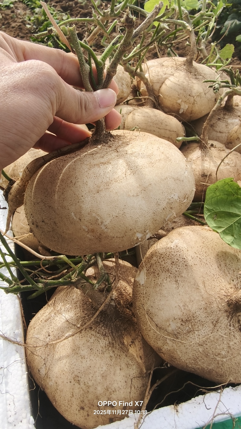 湛江新苗凉薯大量上市
