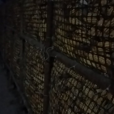 玉米棒