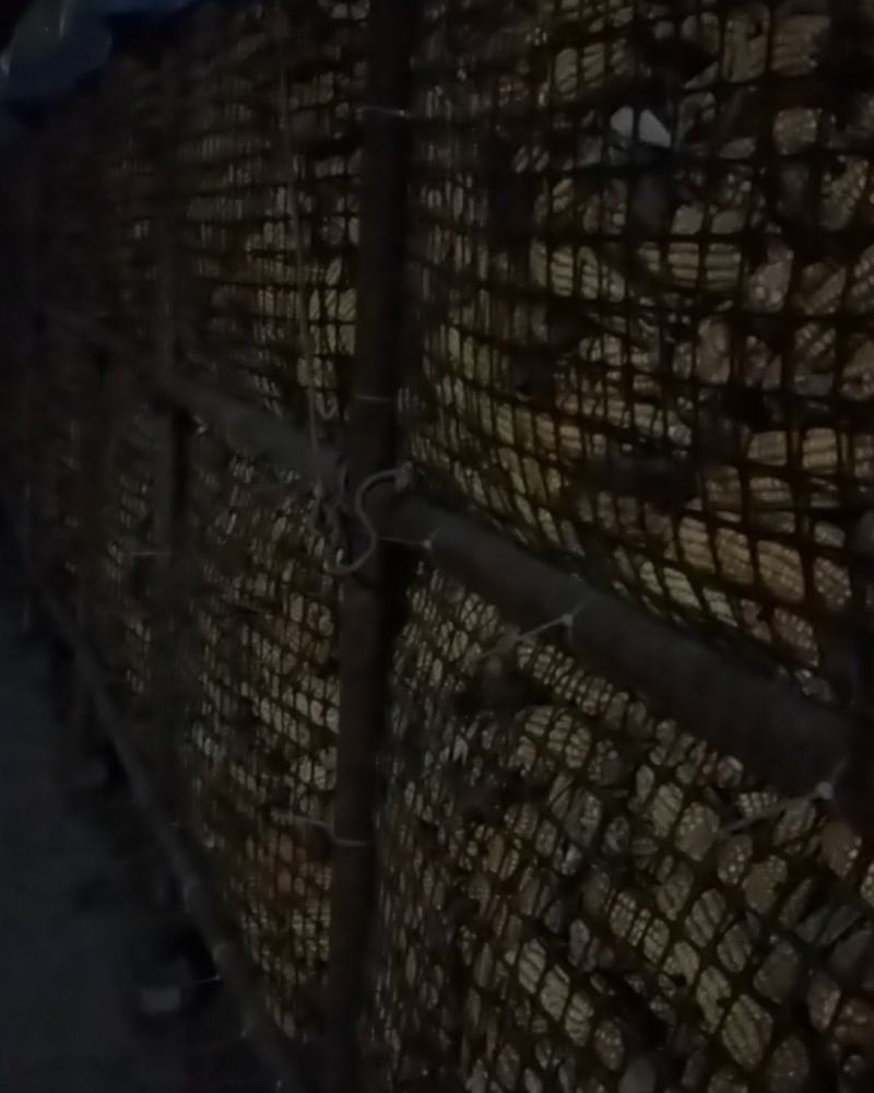 玉米棒