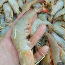 湛江本地捕捞新鲜天然大明虾，冰鲜打包发货