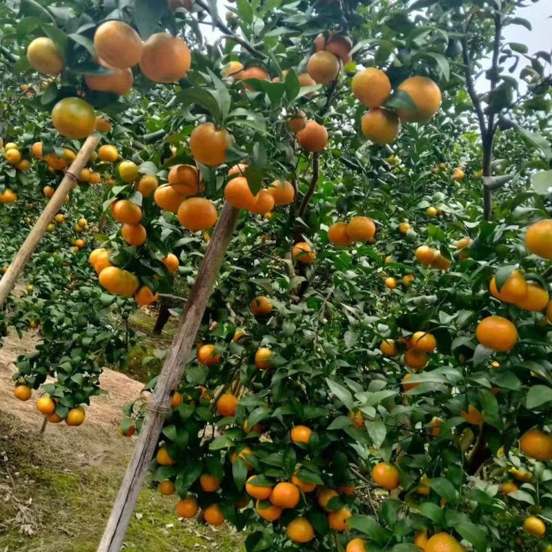 百色西林县正宗砂糖橘