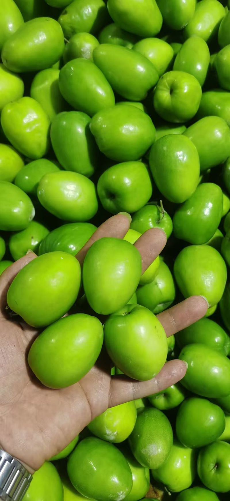 牛奶果，大青枣