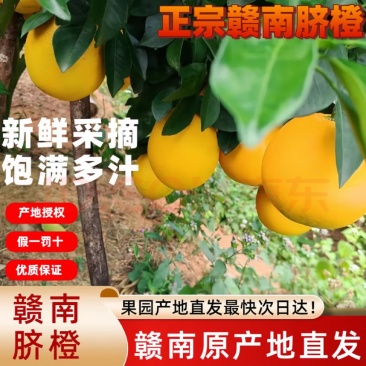 赣南脐橙