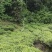 青茶/乌龙茶/漳平水仙茶饼/茶乡原产地自加工对接零售批发