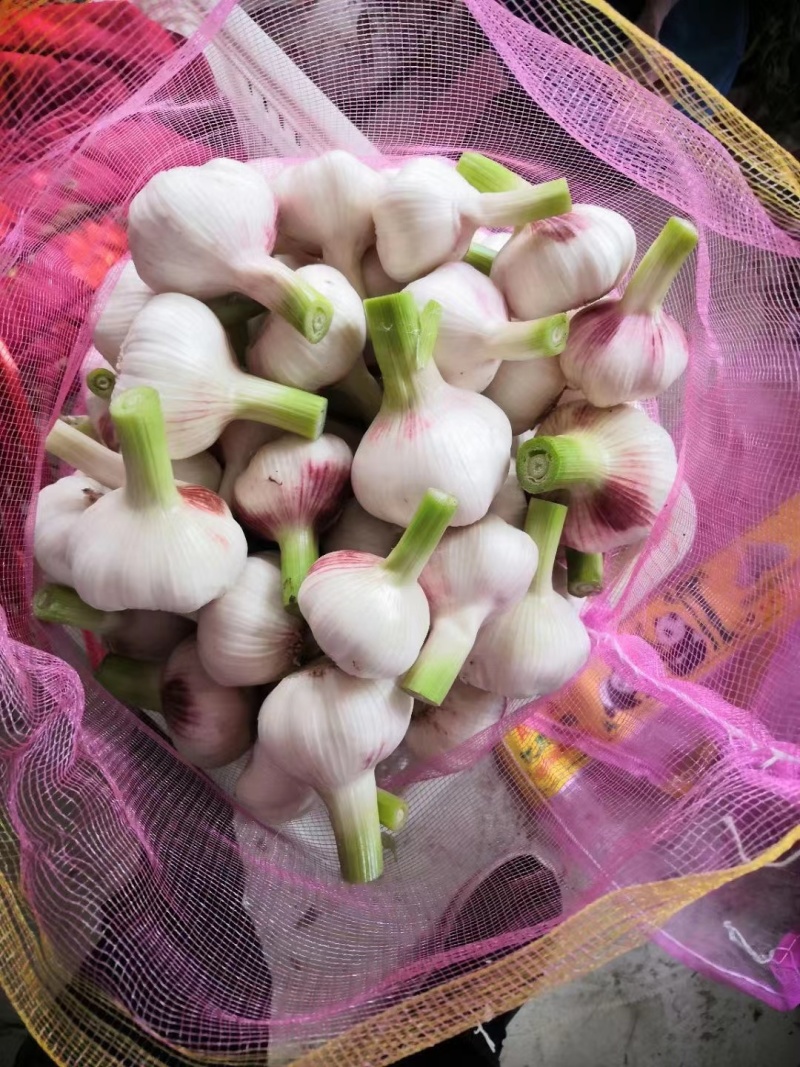 鲜蒜头扒皮鲜蒜山东聊城扒皮鲜蒜冷库直发欢迎咨询合作