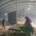 【优选】山东大葱长白大葱现挖大葱毛葱净葱规格齐全
