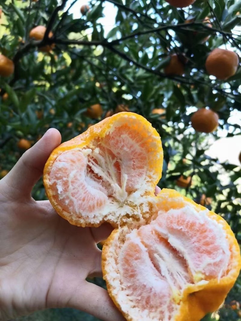 湖北枝江宜昌纯甜碰柑早熟芦柑无籽化渣汁水足产地直发