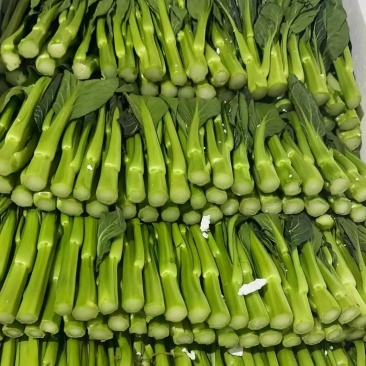 云南菜心