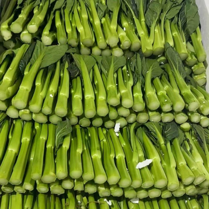 云南菜心