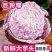 正宗荔浦芋头种子批发
