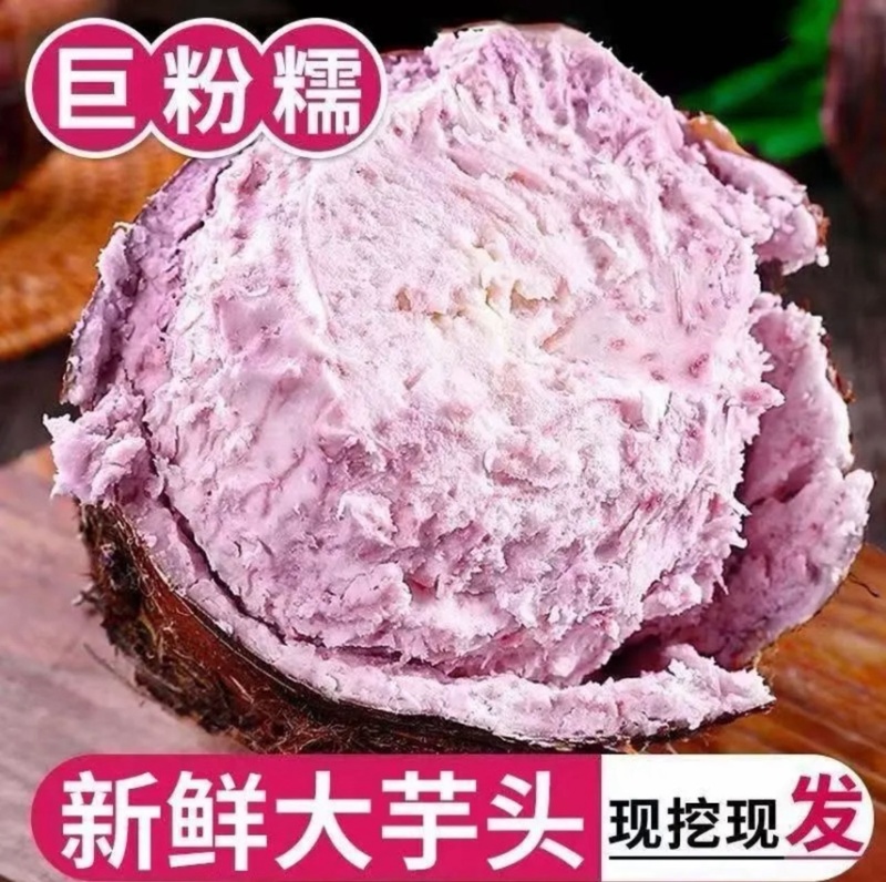 正宗荔浦芋头种子批发