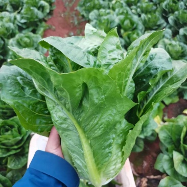 罗马生菜