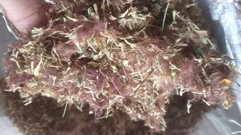 产地药材合欢花精选量大从优