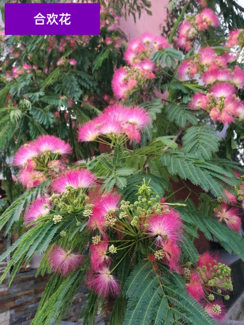 产地药材合欢花精选量大从优