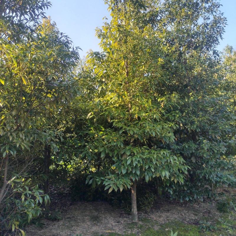 闽楠