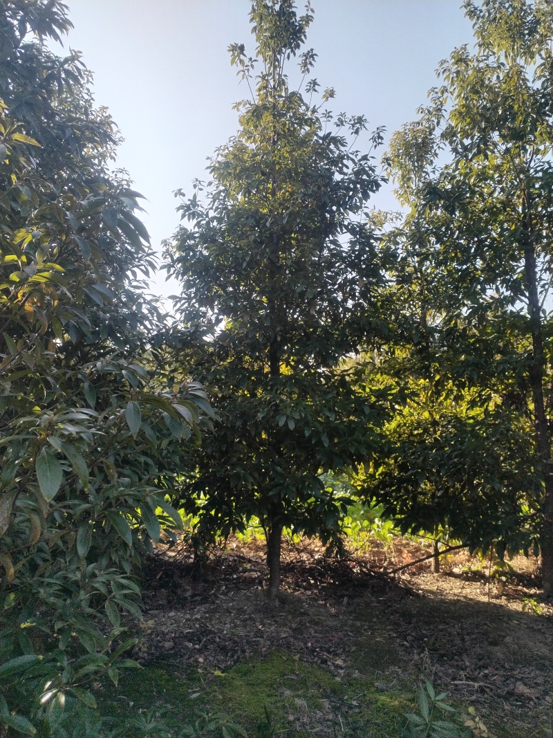 闽楠