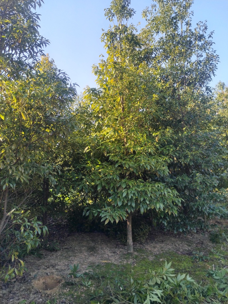 闽楠