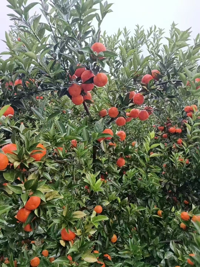 东方红