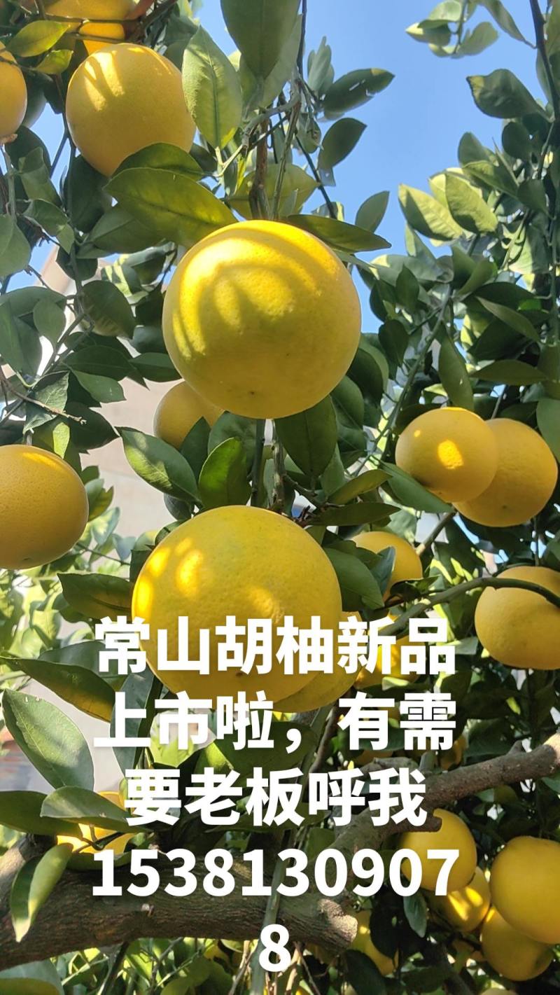 常山胡柚，胡柚，农户一手价，物美价廉的常山胡柚。