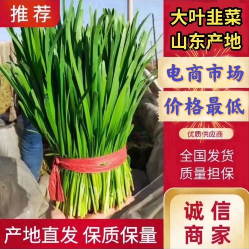 【产地直供】山东韭菜，大量现货，对接全国市场商超电商
