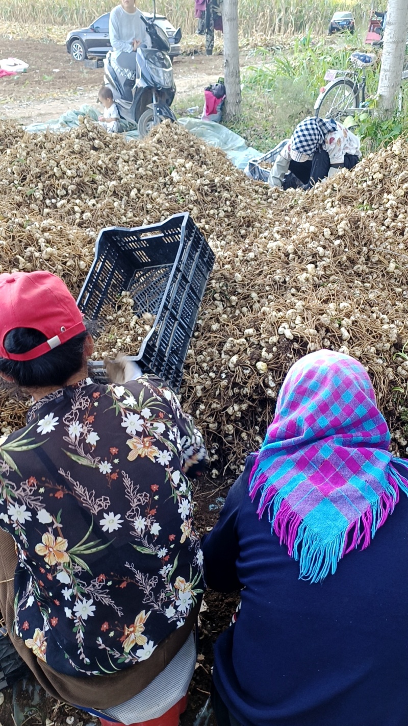 百合籽球扩繁育种球抗病能力强生长速度快产量高