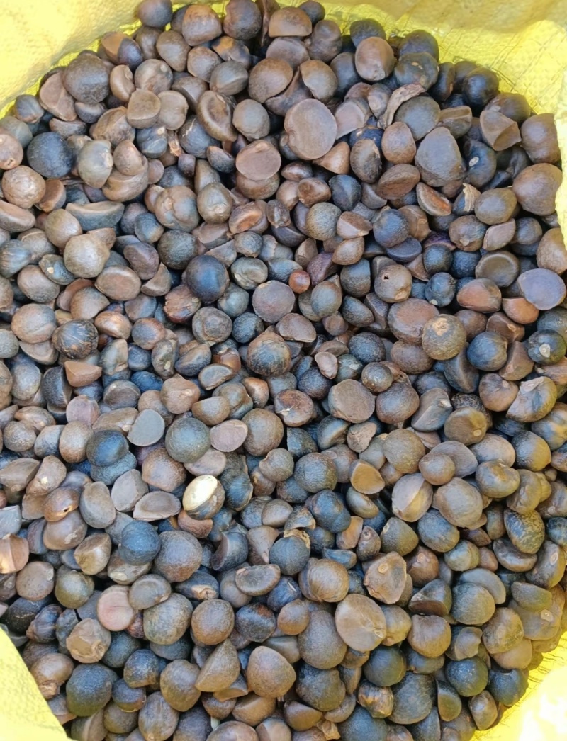 油茶籽