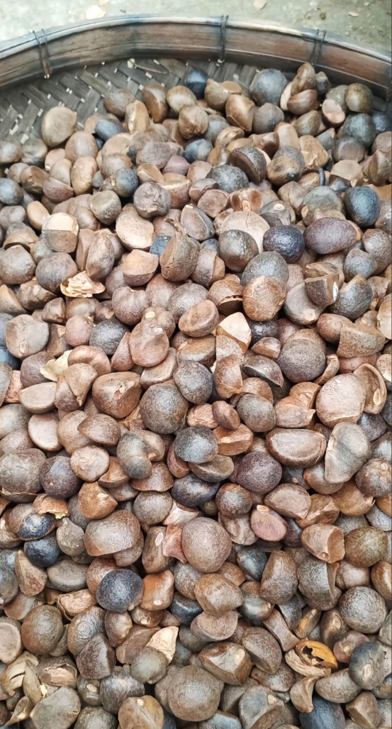 油茶籽