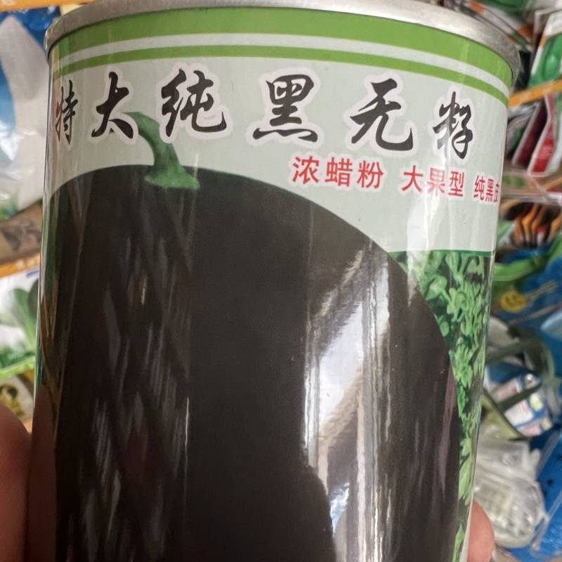 西爪种子黑神无籽，纯黑皮，三倍体高品质，正圆形