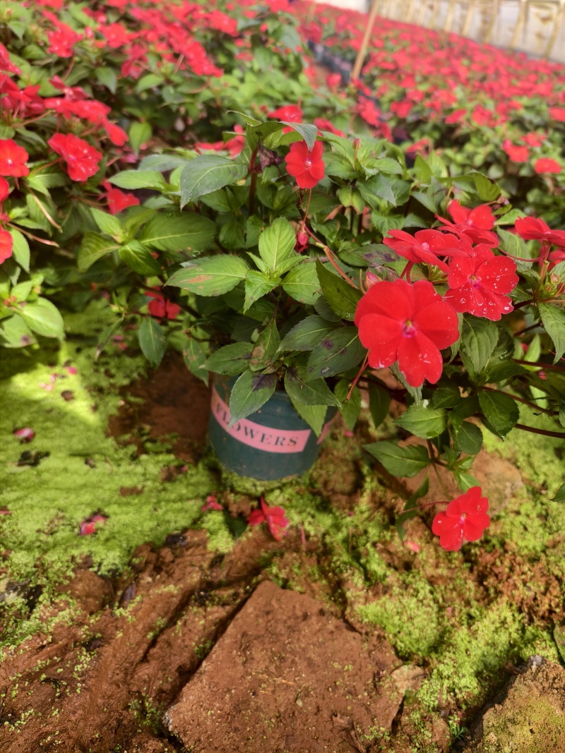 凤仙花