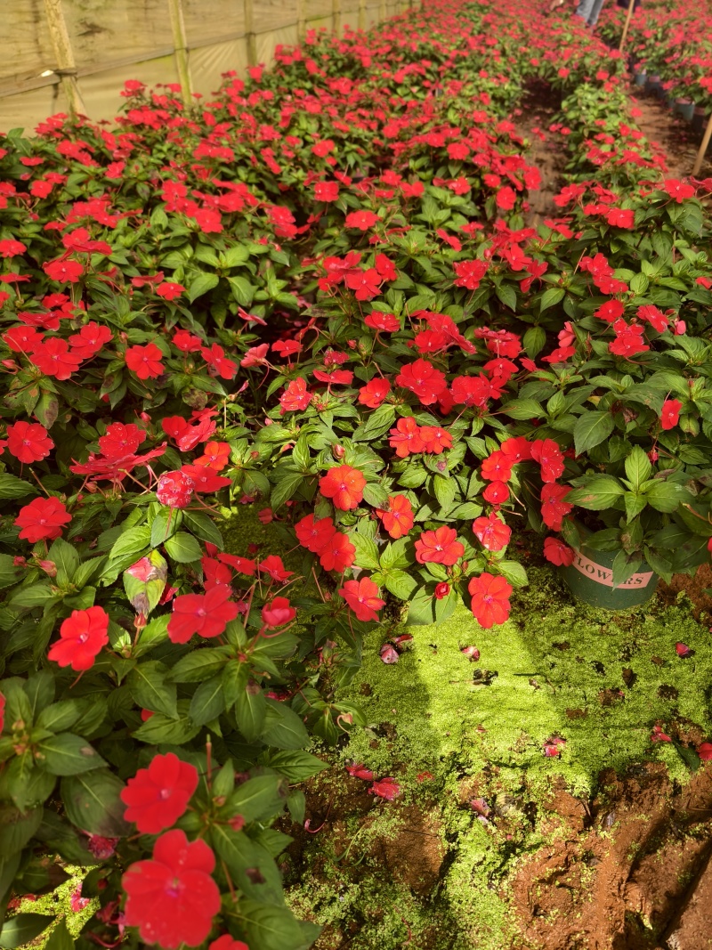 凤仙花